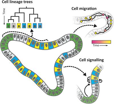 Cell Tracking for Organoids: Lessons From Developmental Biology